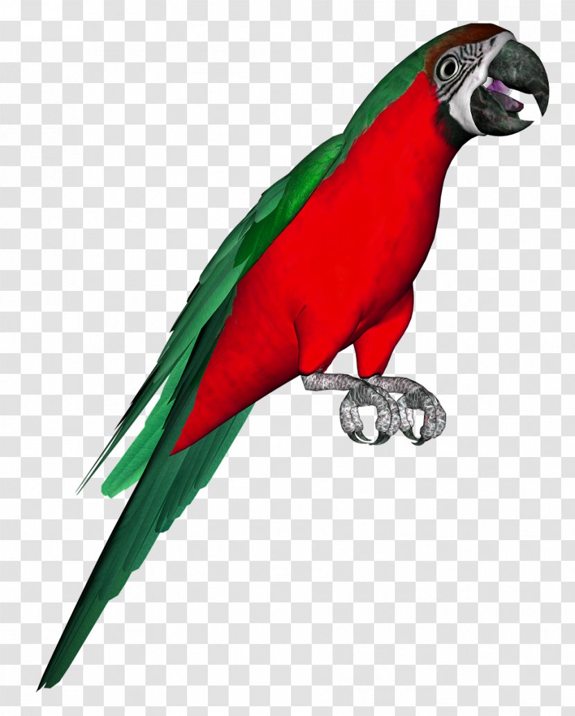 Bird Parakeet Macaw Clip Art - Beak Transparent PNG