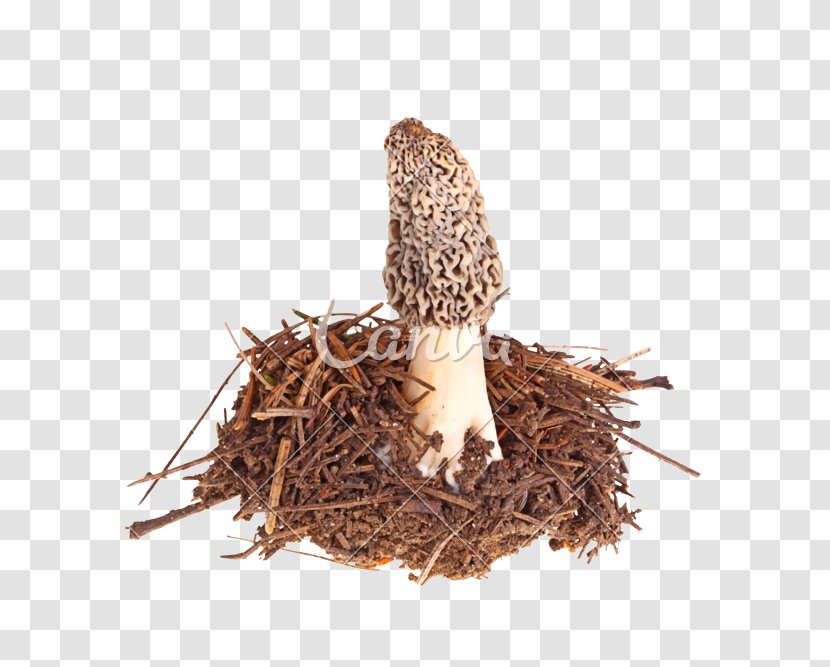 Morchella Esculenta Sporocarp Edible Mushroom Conica - Maa Transparent PNG