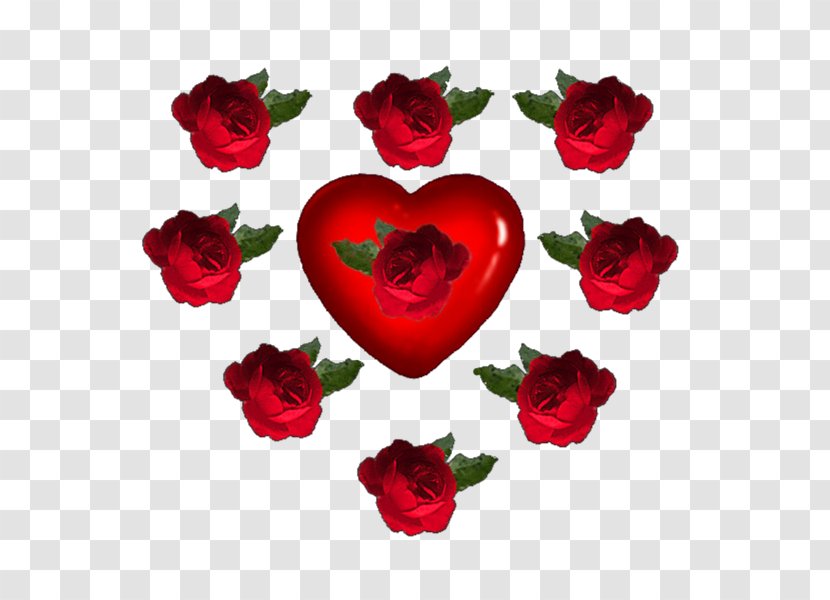 Garden Roses Image Cut Flowers Clip Art - Love - Capillary Action Transparent PNG