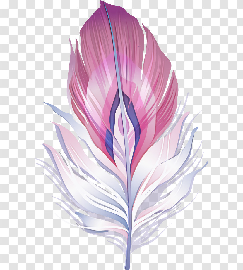 Feather Transparent PNG