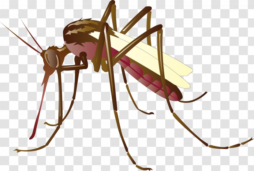 Mosquito Control Clip Art - Vector Mosquitoes Transparent PNG