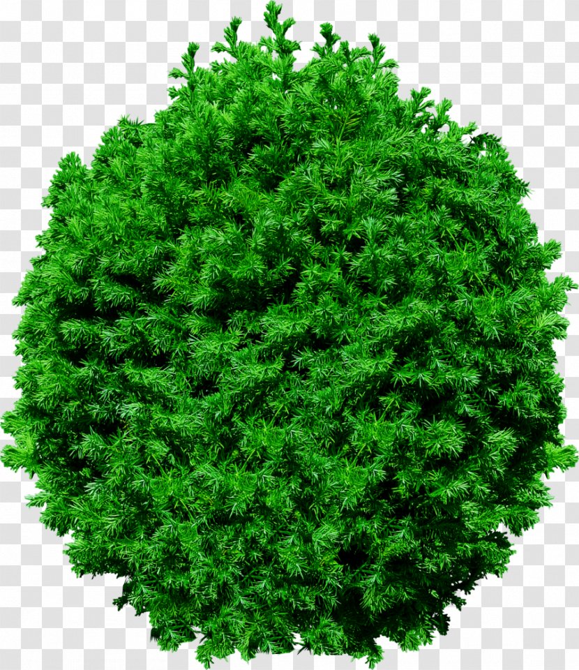 Tree Pine Clip Art - Green Transparent PNG