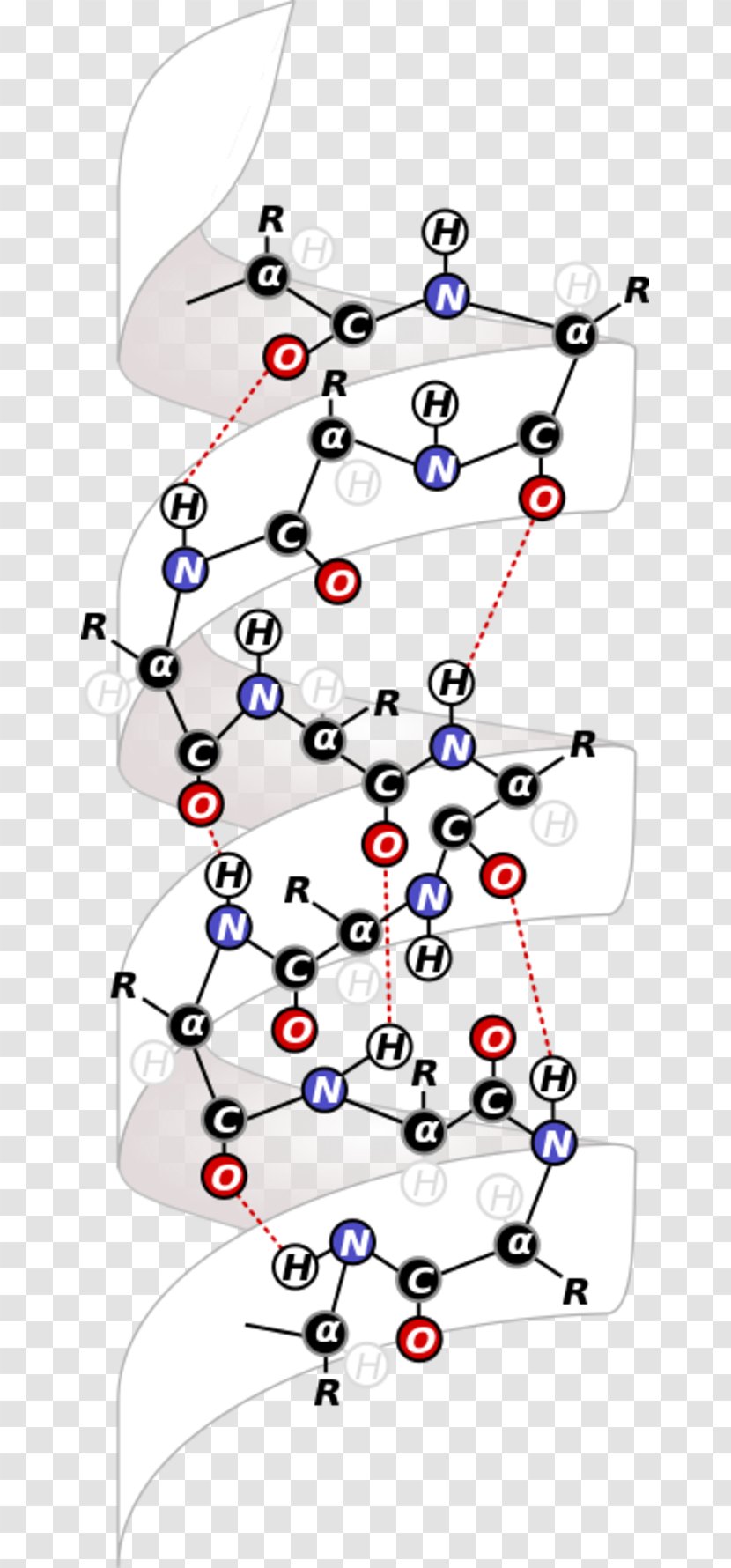 Ribbon Diagram Alpha Helix Intramolecular Force Top7 - Antihelix Transparent PNG
