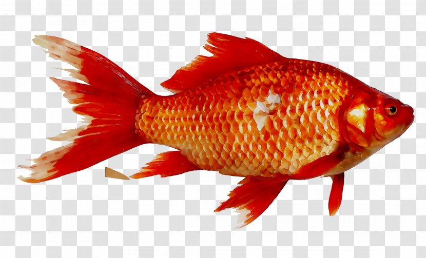 Goldfish Prussian Carp Image Magikarp - Pomacentridae - Feeder Fish Transparent PNG