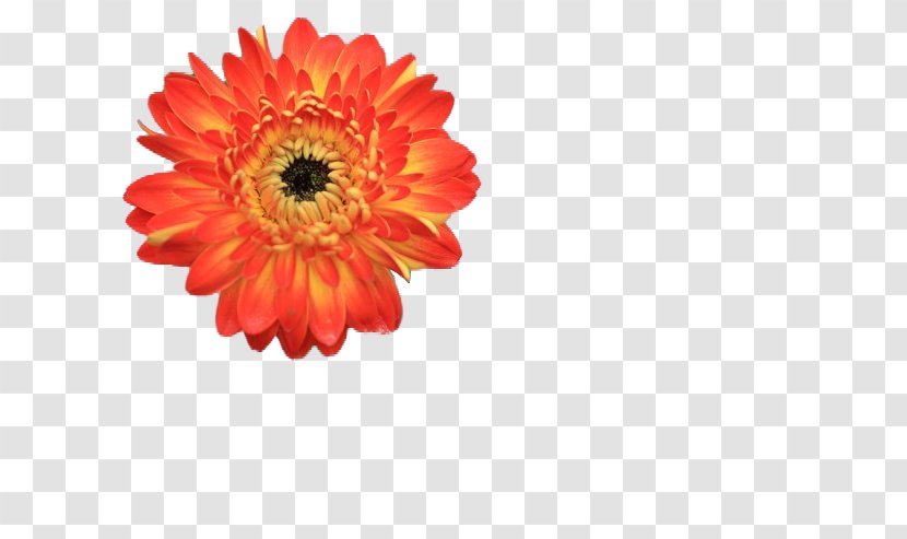 Barberton Daisy Chrysanthemum Naver Blog Cut Flowers - Gerbera Transparent PNG