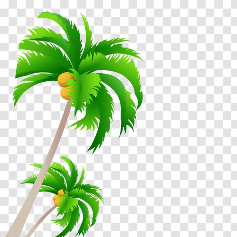 Tree Coconut - Leaf Transparent PNG