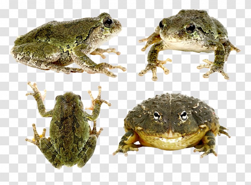 True Frog Transparent PNG