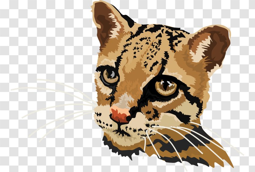 Whiskers Tiger Leopard Ocelot Cat - Fauna - Red Oscar Transparent PNG