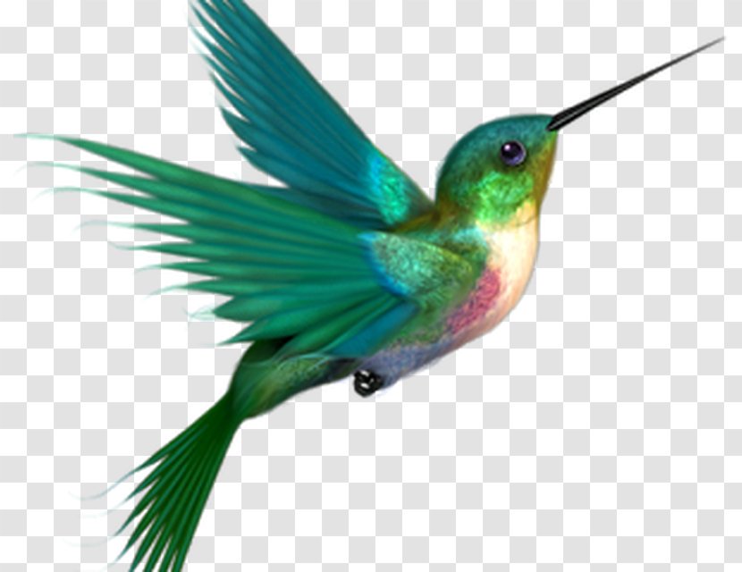 Hummingbird Clip Art - Fish - Bird Transparent PNG