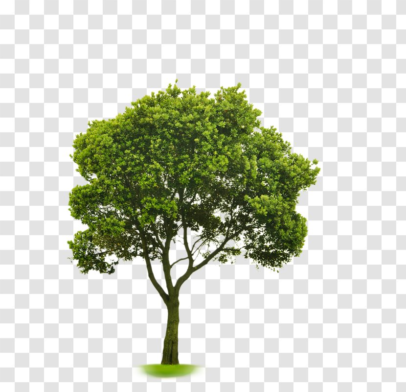 Choosing Small Trees Stock Photography American Sycamore Tree Planting - Branch Transparent PNG