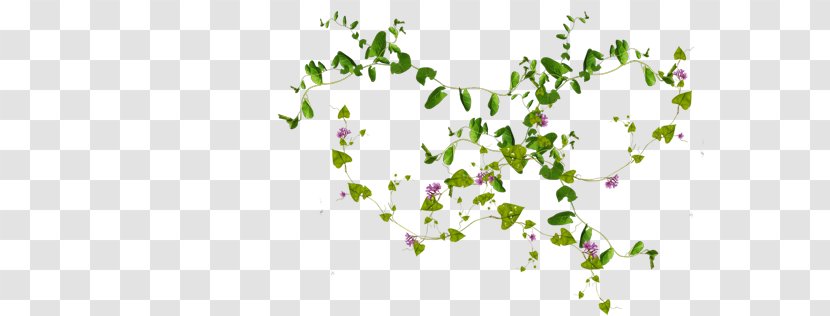 Desktop Wallpaper Image Hitman - Flowering Plant - Hides Transparent PNG