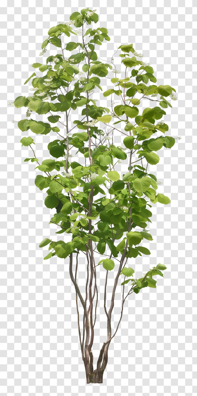 Adobe Photoshop Architectural Rendering Image - Herb - Tree Transparent PNG