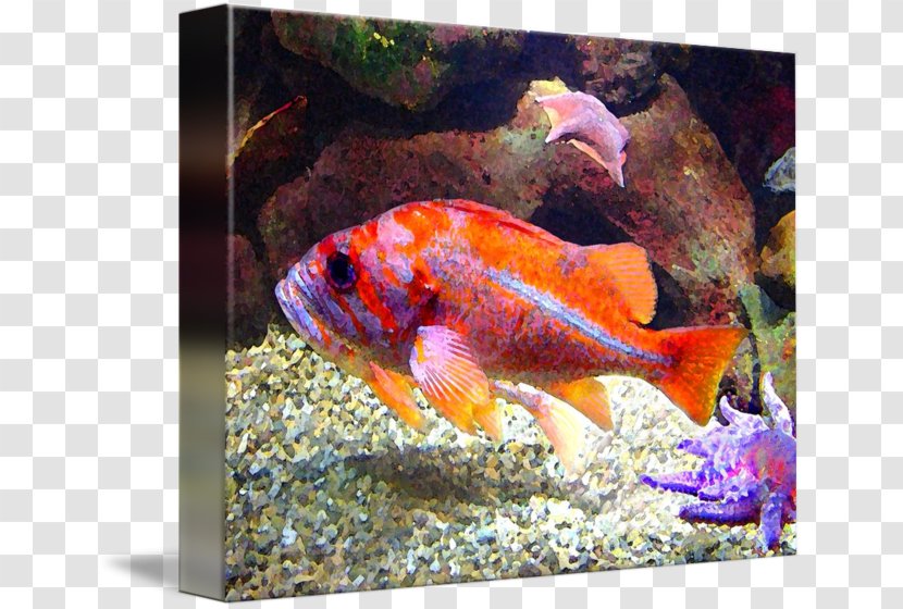 Goldfish Feeder Fish Marine Biology Aquariums - Purple Transparent PNG