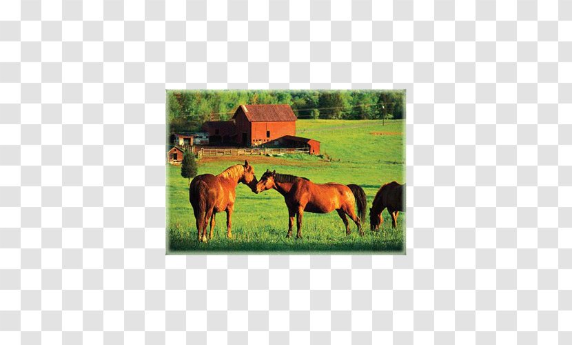 Horse Cattle Farm Livestock Pony - Field Transparent PNG