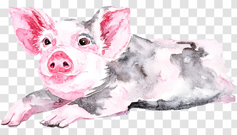 Suidae Pink Snout Drawing Puppy Transparent PNG