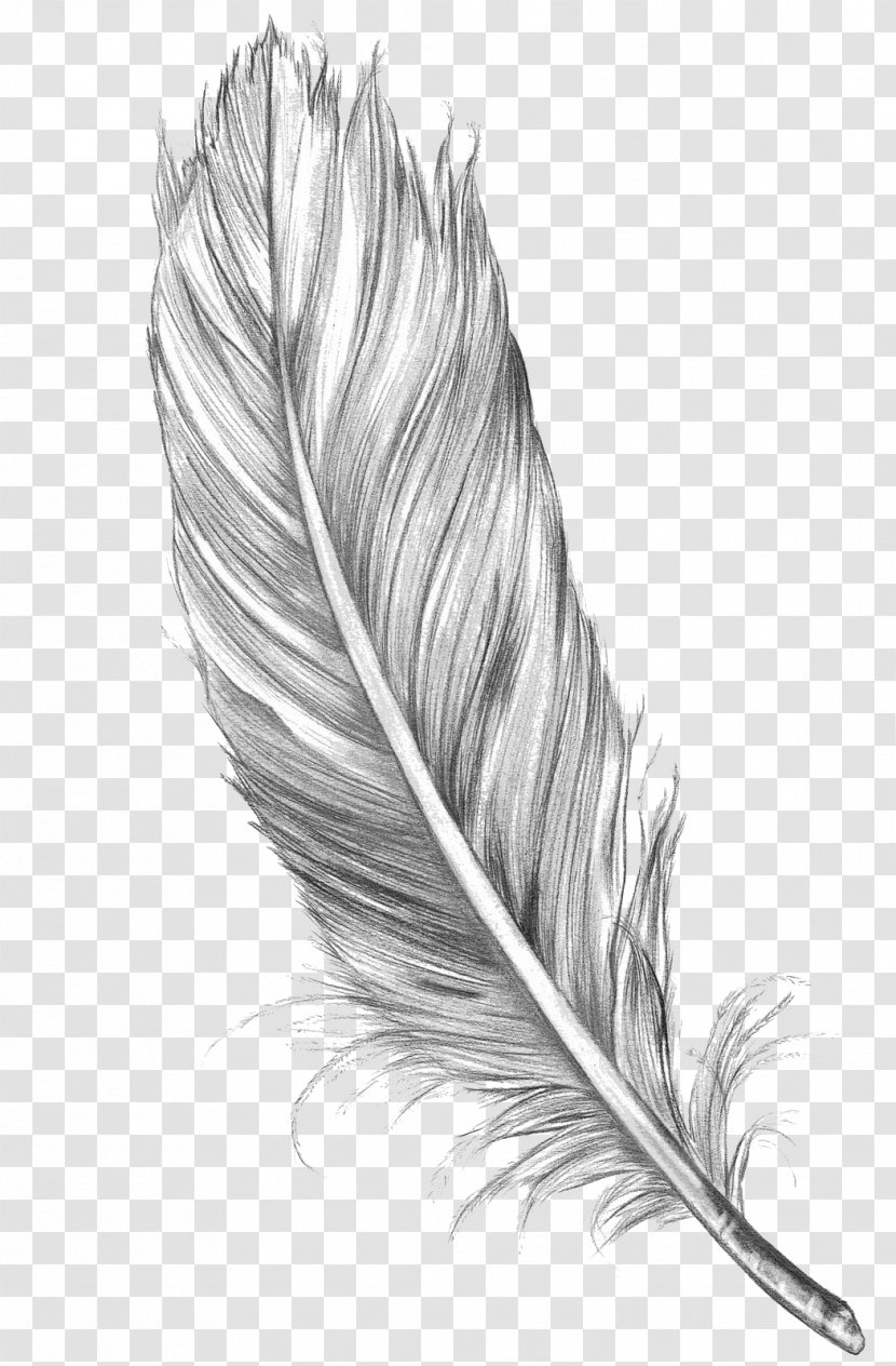 Drawing Feather Bird Art Sketch Transparent PNG