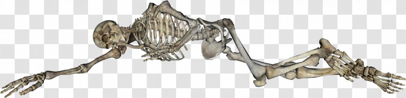 Human Skeleton Body Homo Sapiens - Information Transparent PNG