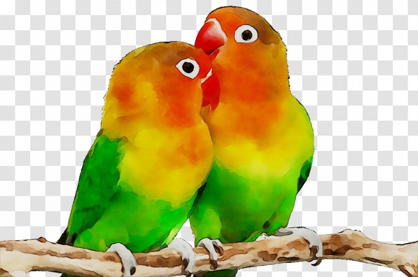 Parrot Fischer's Lovebird Budgerigar Desktop Wallpaper - Adaptation Transparent PNG