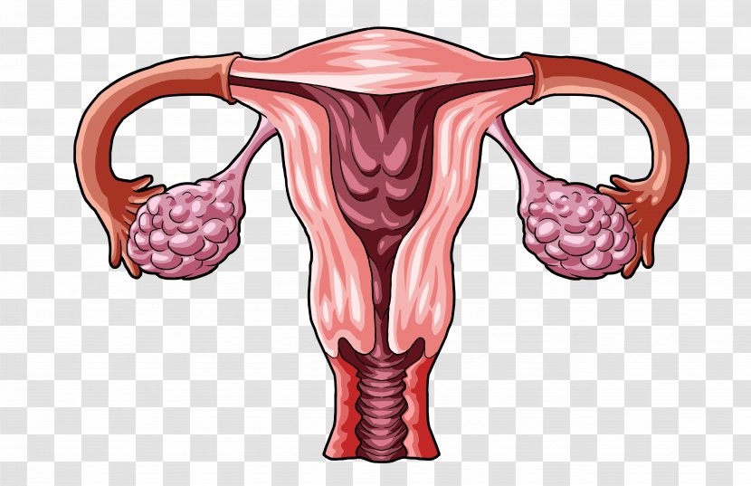 Ovarian Cyst Ovary Apoplexy Corpus Luteum - Watercolor - Woman Transparent PNG