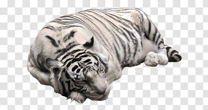 Cat White Tiger Bengal Clip Art - Head Transparent PNG
