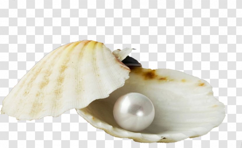 Clam Cockle Mussel Oyster Seashell - PEARL SHELL Transparent PNG