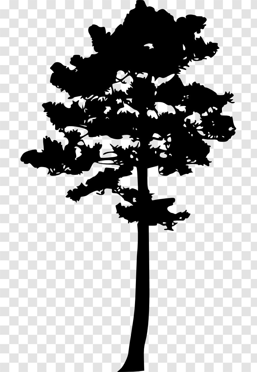 Tree Woody Plant Pine - Silhouette Transparent PNG