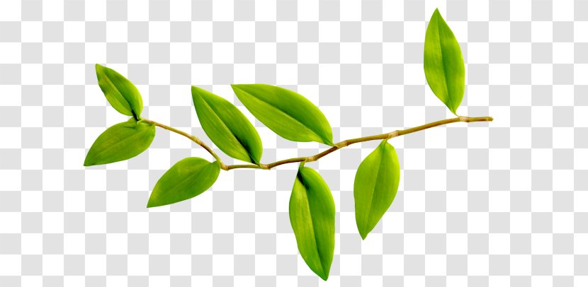 Leaf Paper Material Clip Art - Plant Transparent PNG