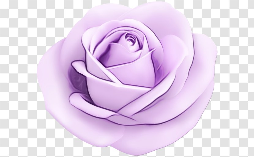 Garden Roses - Hybrid Tea Rose - Lilac Family Transparent PNG