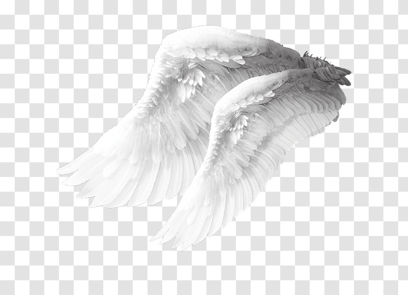 Angel Wing Columbidae Bird - Of Prey - Wings Material Transparent PNG