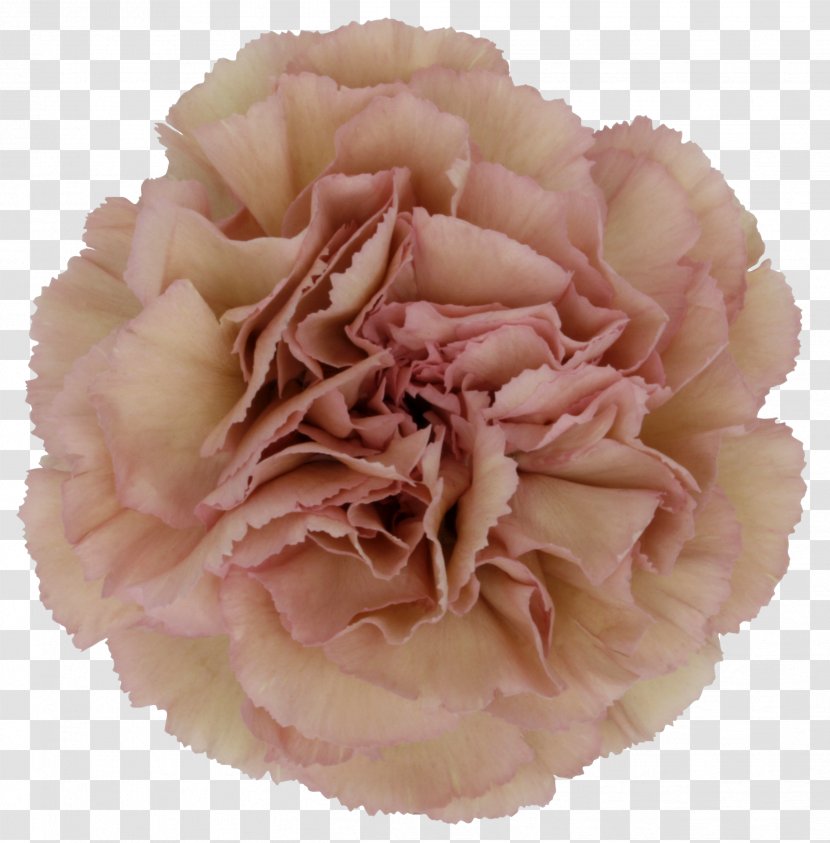 Carnation Flower Petal Floral Design Hypericum - Small Chrysanthemum Transparent PNG
