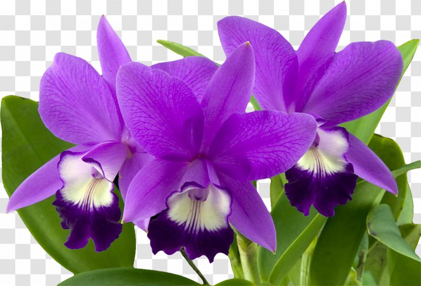 Orchids Flower Cymbidium Ensifolium - Pinnwand - Violet Transparent PNG