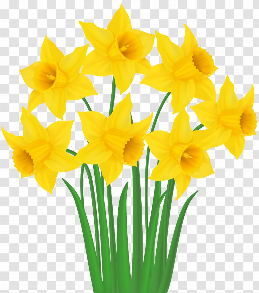 Daffodil Clip Art - Flower - Yellow Transparent PNG