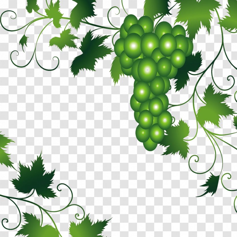 Wine Grapevines Leaf - Green Grapes And Vines Illustration Picture Transparent PNG