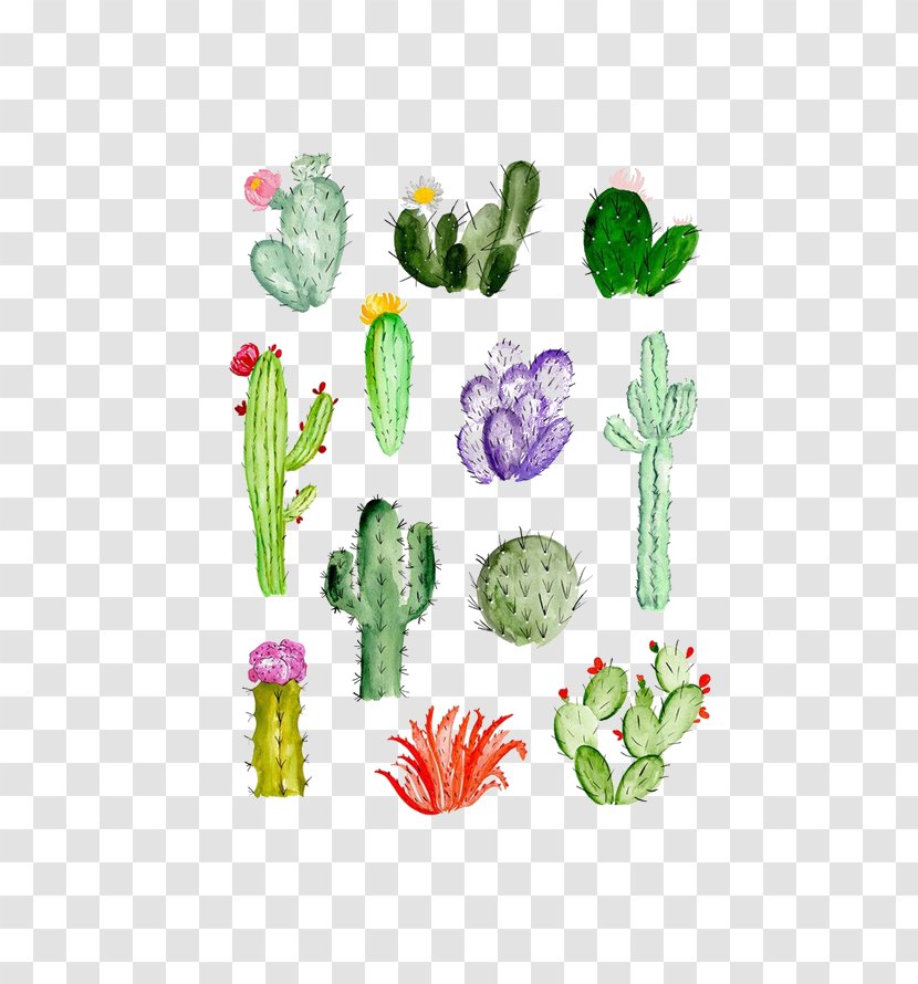 Cactaceae Drawing Watercolor Painting Succulent Plant - Produce - Cactus Transparent PNG