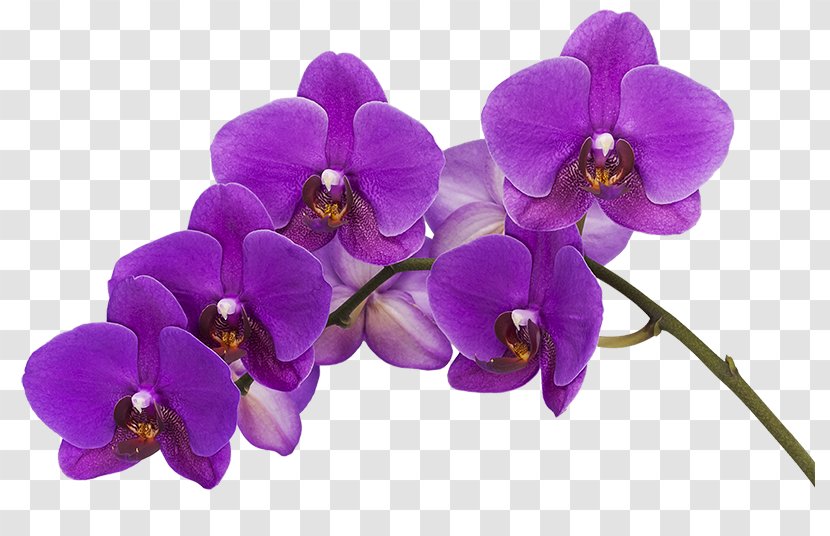 Orchids Color Flower Phalaenopsis Violacea Purple Transparent PNG