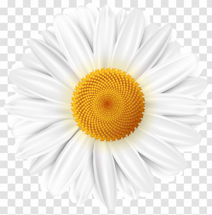 Common Daisy Desktop Wallpaper Clip Art - Flowering Plant - Chamomile Transparent PNG