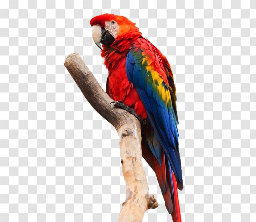 Parrot Bird Heron Scarlet Macaw - Wing Transparent PNG