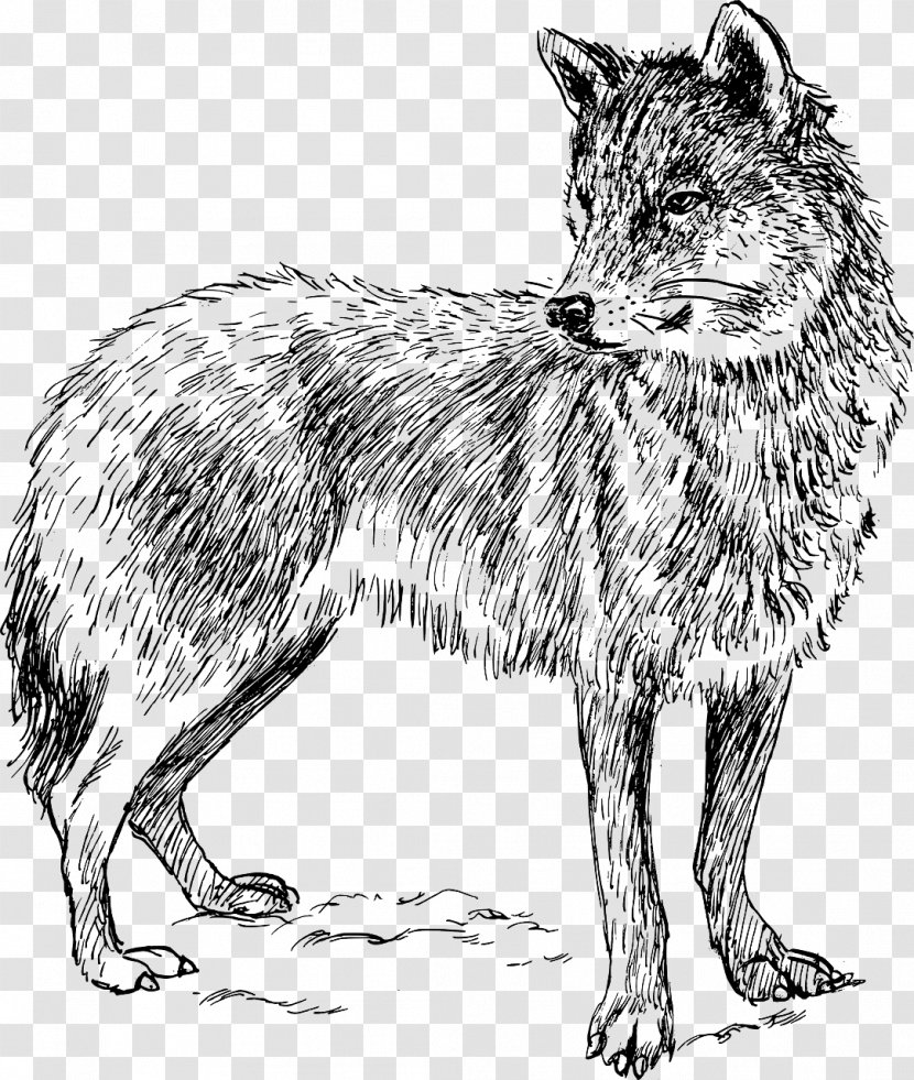 Arctic Wolf Coyote Iberian Walking Clip Art - Fox Transparent PNG