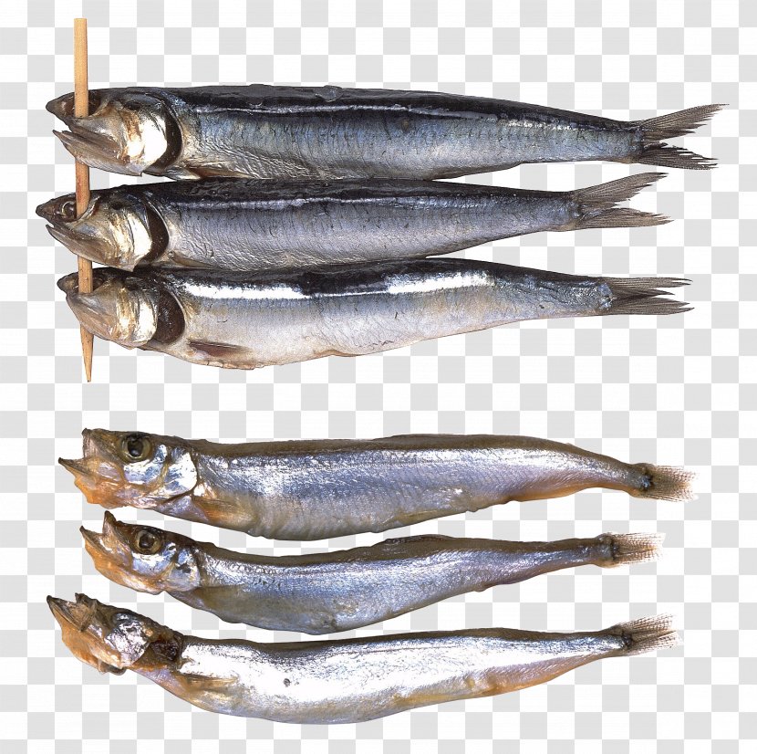 Sardine Freshwater Fish Scortum Barcoo Bass - Oily Transparent PNG