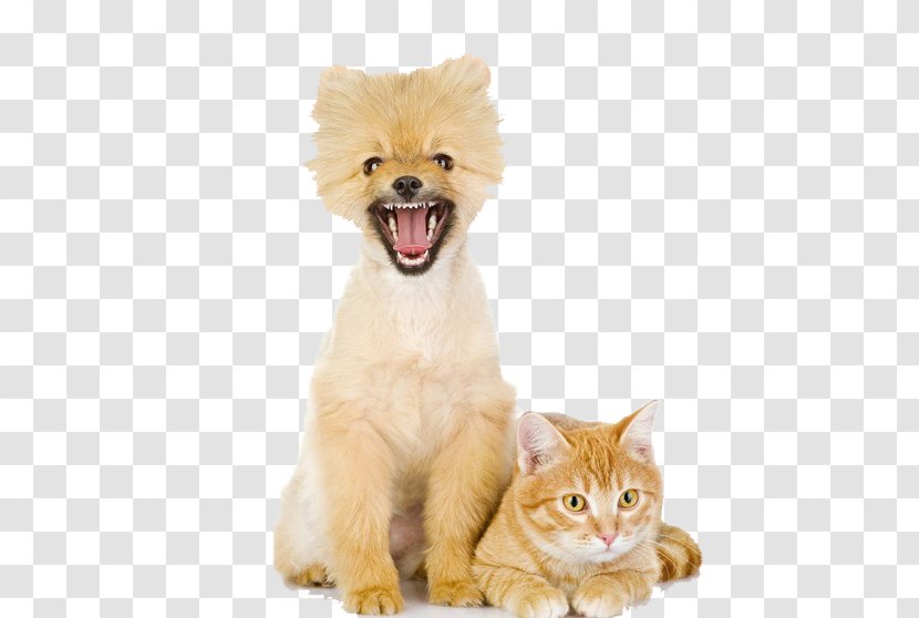 Dogu2013cat Relationship Puppy Pet - Cat Like Mammal - Kitten Transparent PNG