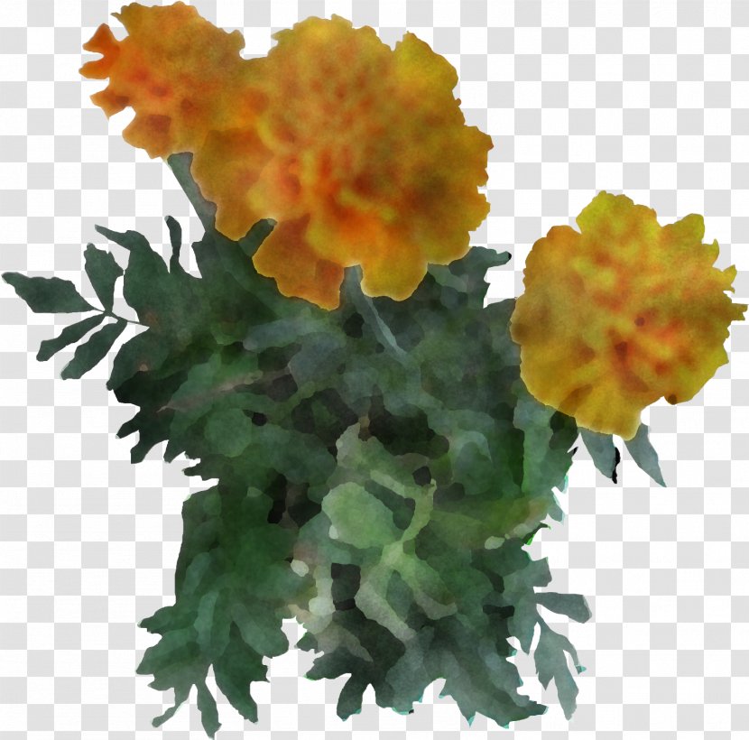 Orange - Flower - English Marigold Petal Transparent PNG