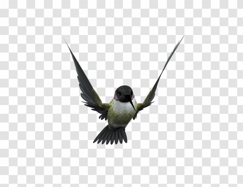 Hummingbird Flight Beak - Fauna - Flying Bird Transparent PNG