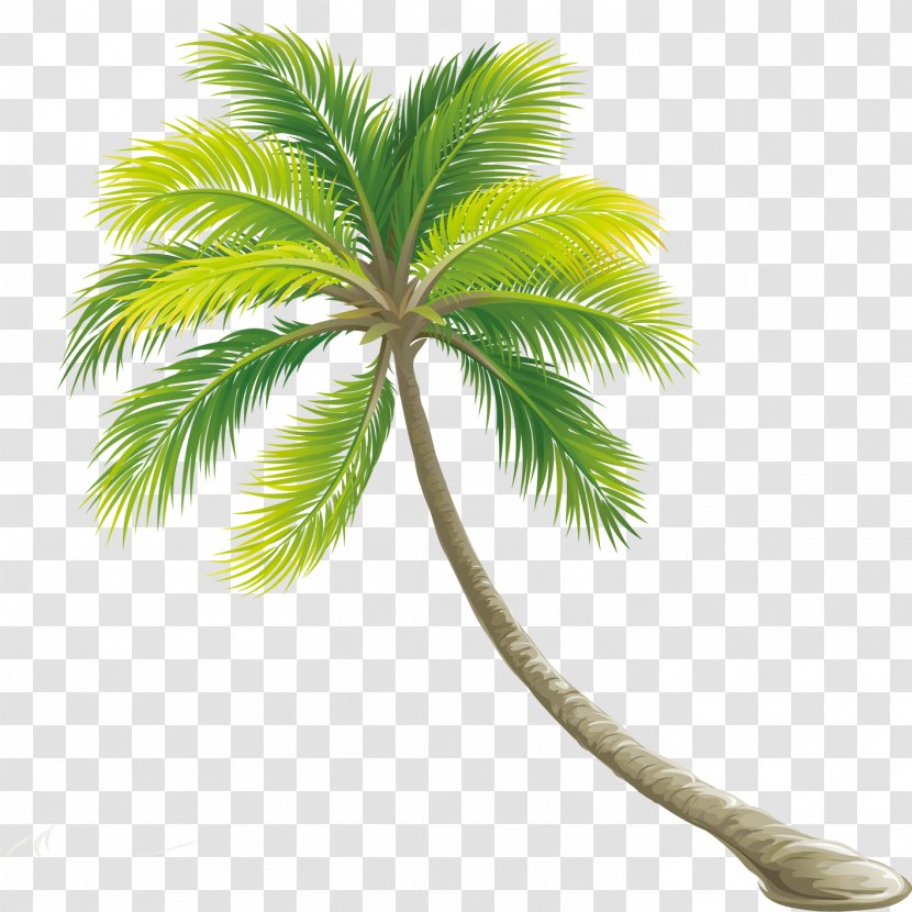 Tree Color Shrub - Palm Transparent PNG