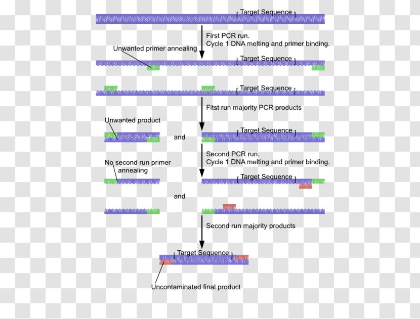 Nested Polymerase Chain Reaction DNA Primer - Parallel - PCR Transparent PNG