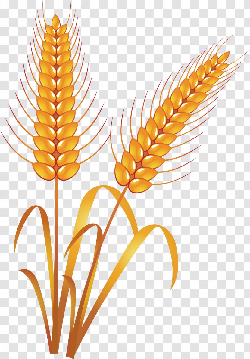 Wheat Food Hand Painted - Wing Transparent PNG