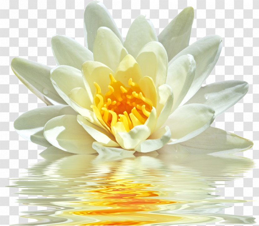 Lotus Transparent PNG