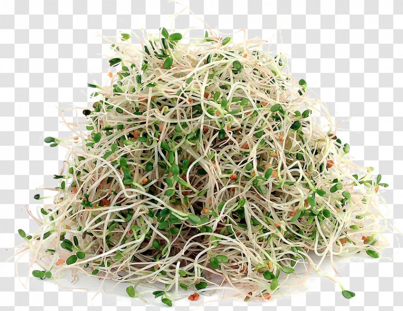 Alfalfa Sprouts Sprouting Soy Milk Seed - Recipe - File Transparent PNG