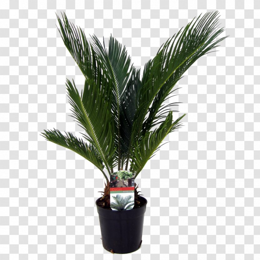 Arecaceae Sago Palm Houseplant Date Palms - Cycad - Plant Transparent PNG