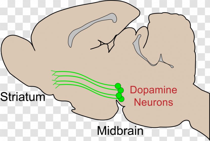 Dopaminergic Cell Groups Striatum Midbrain Pathways - Cartoon - Brain Transparent PNG