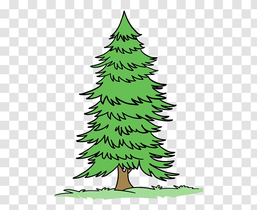 Drawing Image Spruce Stock Illustration - Plant - Ground Pine Transparent PNG